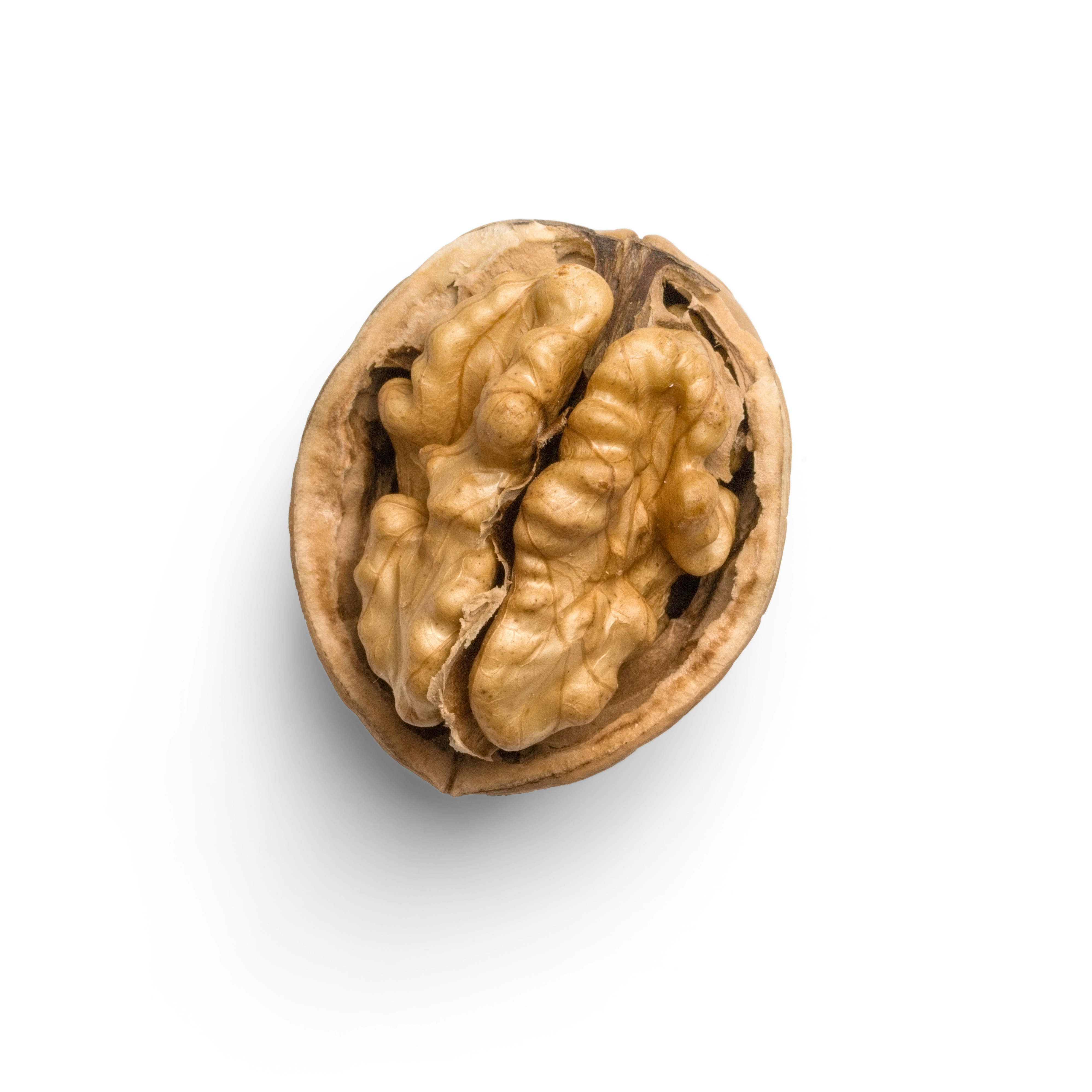 Walnut